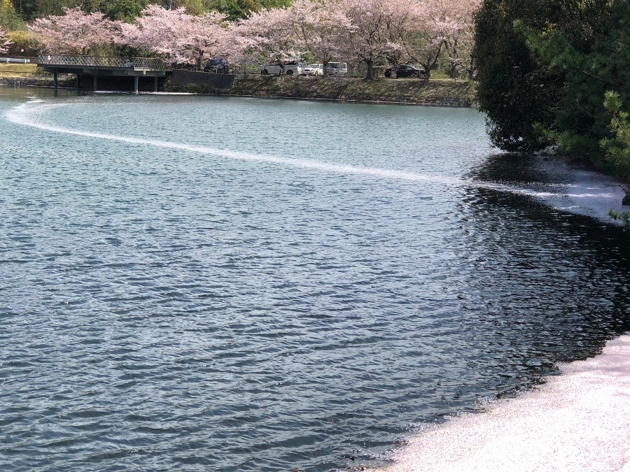 水面を漂う桜の帯‼️