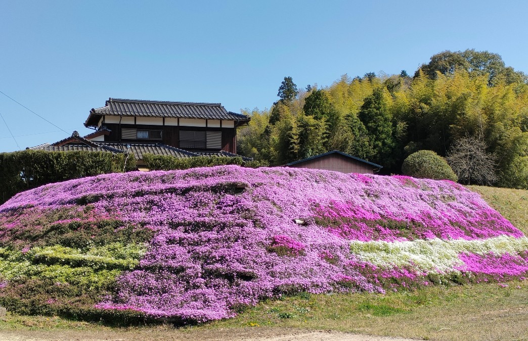 田舎の一軒家の芝桜🌸