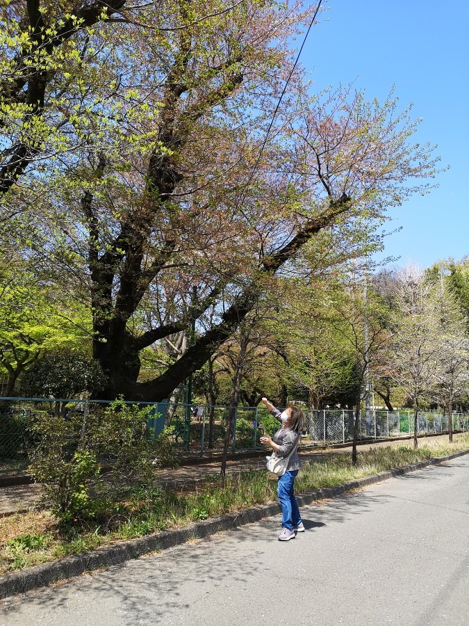 運の掴み方❤️(春限定)　桜の花びら、空中キャッチ⑤　❨相棒❩　
