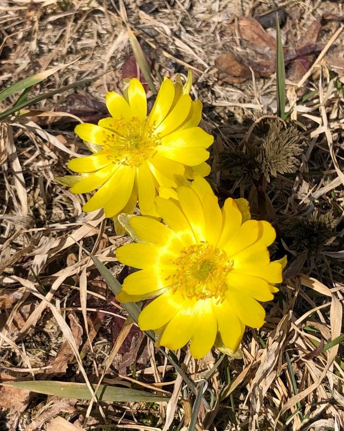 最初の花が咲く