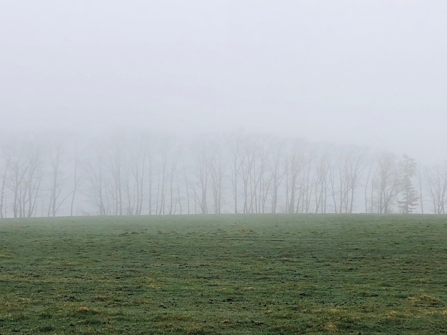 朝靄の牧場