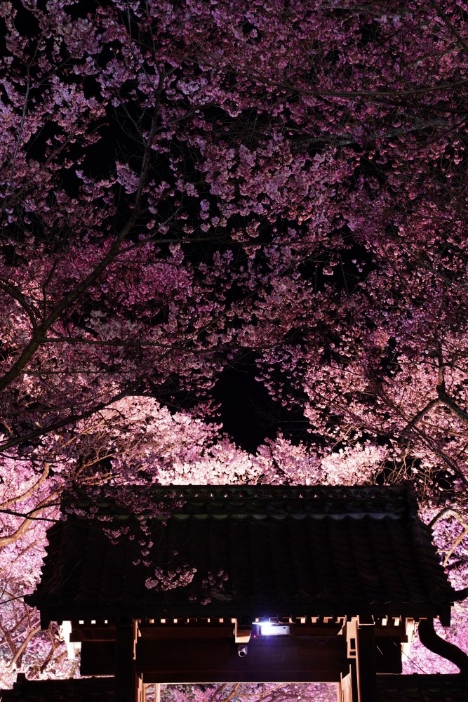 高遠城址公園・夜の桜