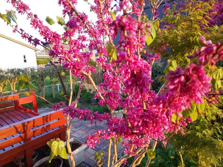 ❤️夕日に映える☀️庭のお花💓