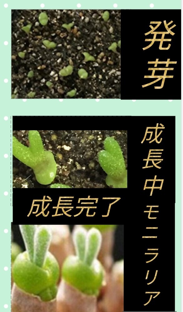 多肉植物－ウサギの耳－発芽～成長