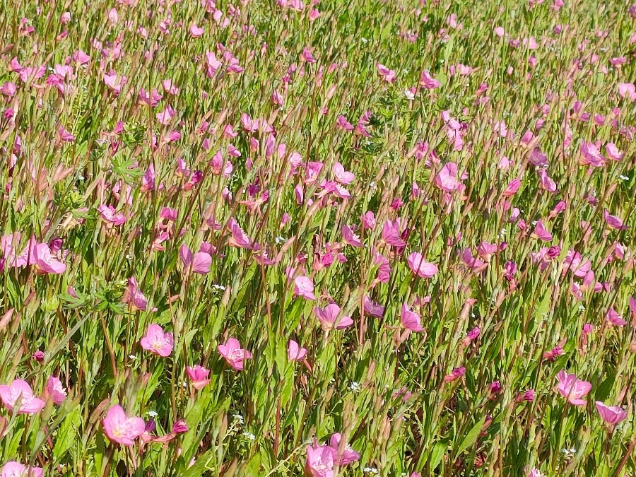 一面に咲く花