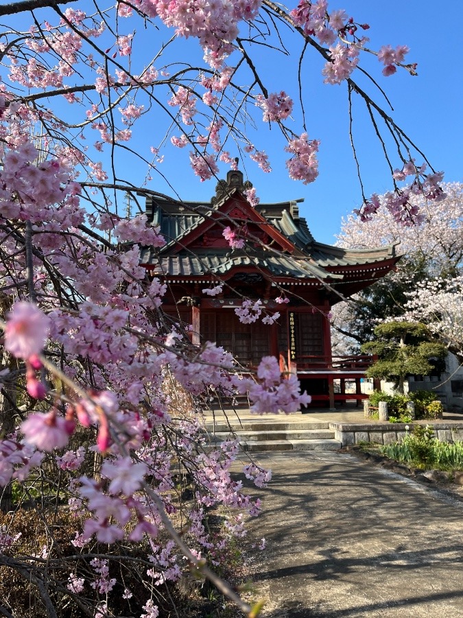 国分寺の春🌸🌸🌸