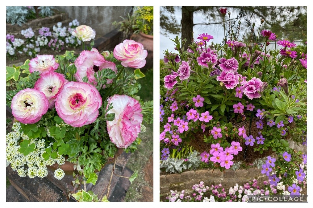 素敵な寄せ植え💖