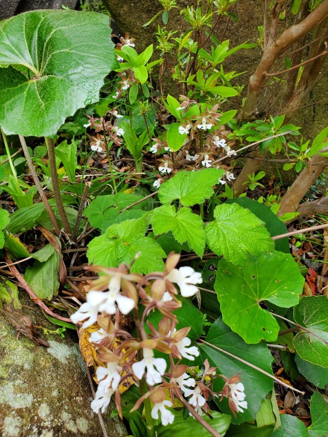 ジキニンの花  他さきました