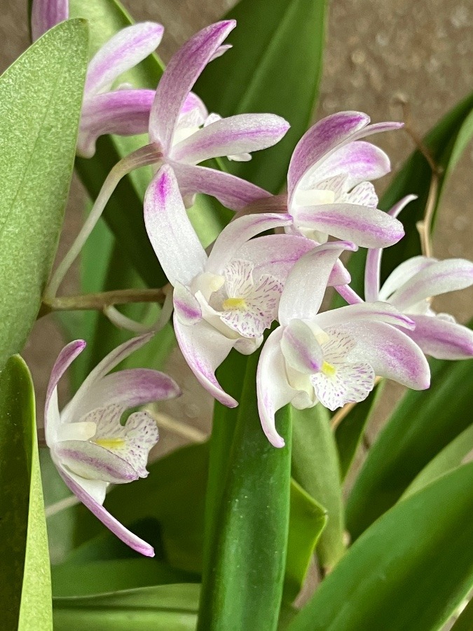 千葉大多喜の我が家　花