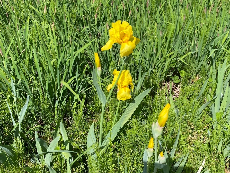 黄菖蒲❓