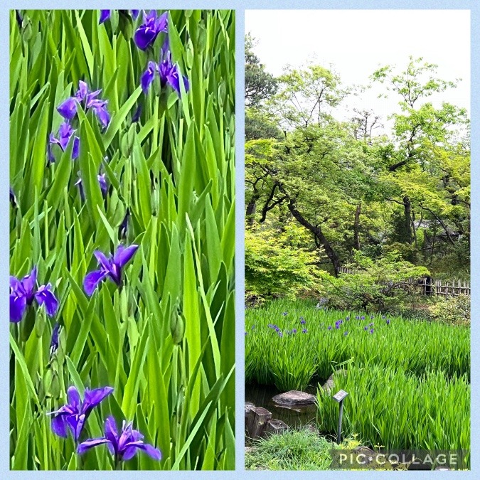 根津美術館のカキツバタ