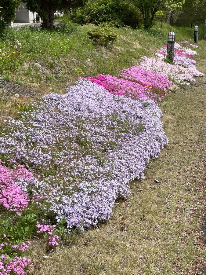 色とりどり🌸