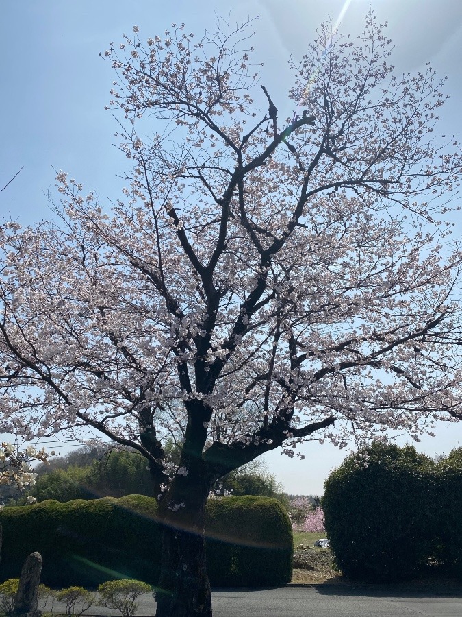 🌸桜満開🌸