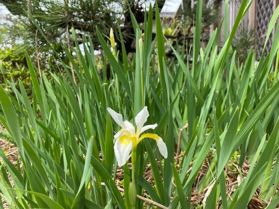 花倶楽部　これは…❓