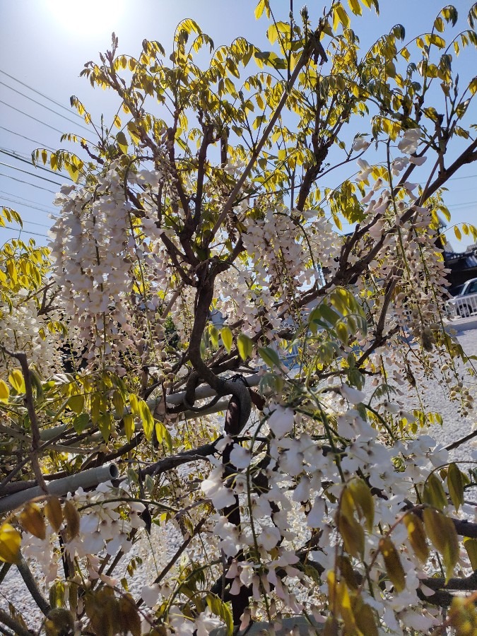 白いフジの花🤍