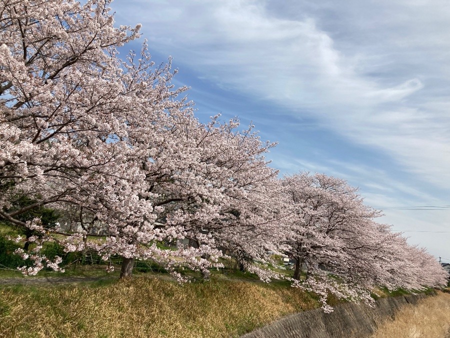 今年も満開🌸