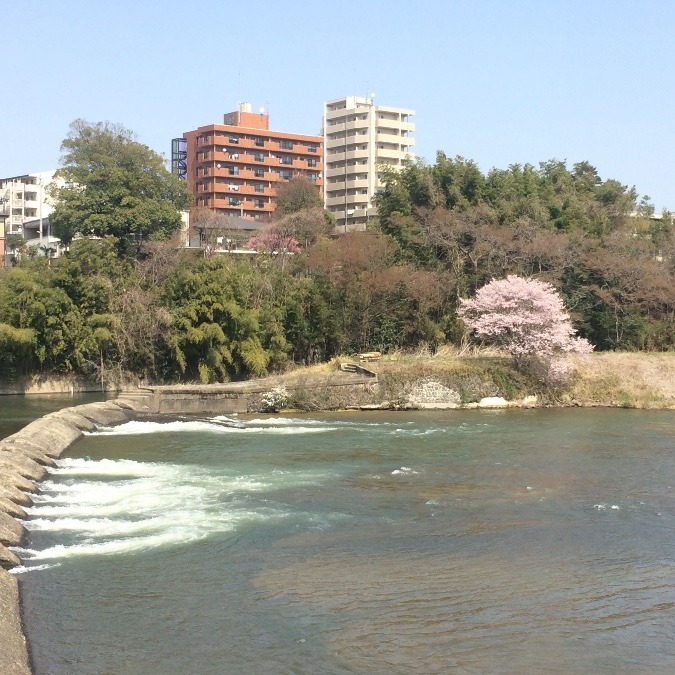 広瀬川河畔にある桜