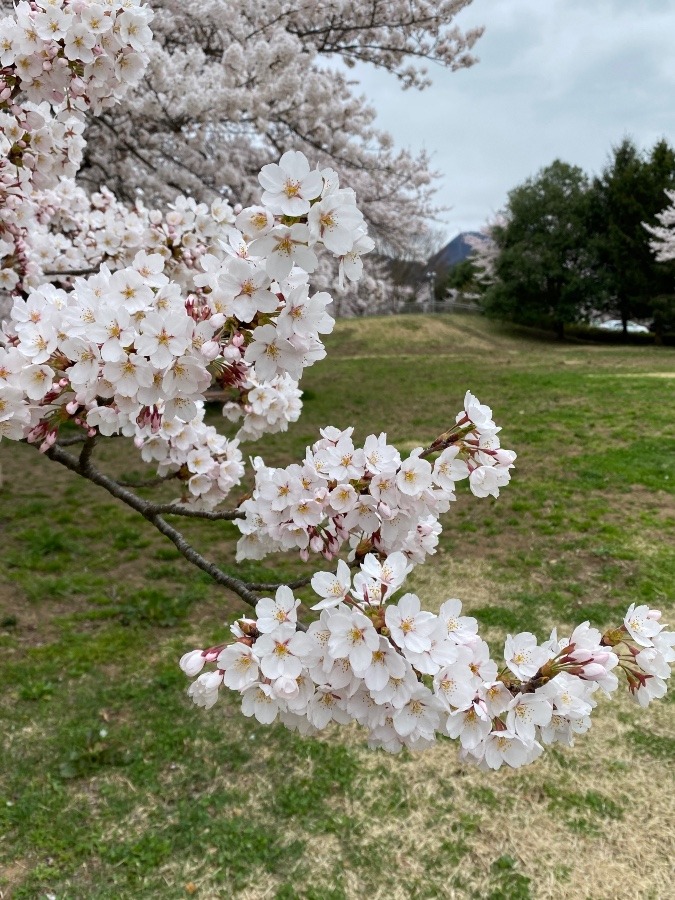 山形　河川敷の桜