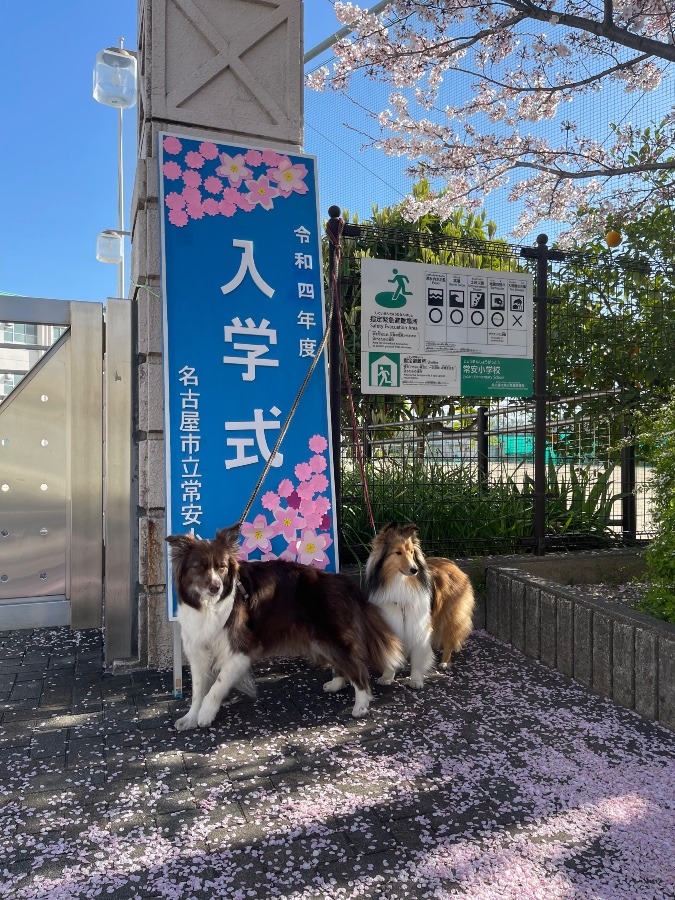 ㊗️入学おめでとう🌸🍾🎉