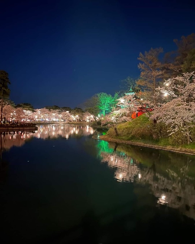 満開の高田城址公園　観桜会