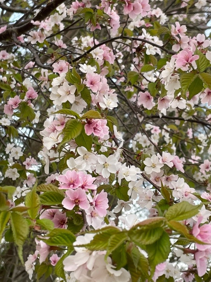 森のようちえんの山桜