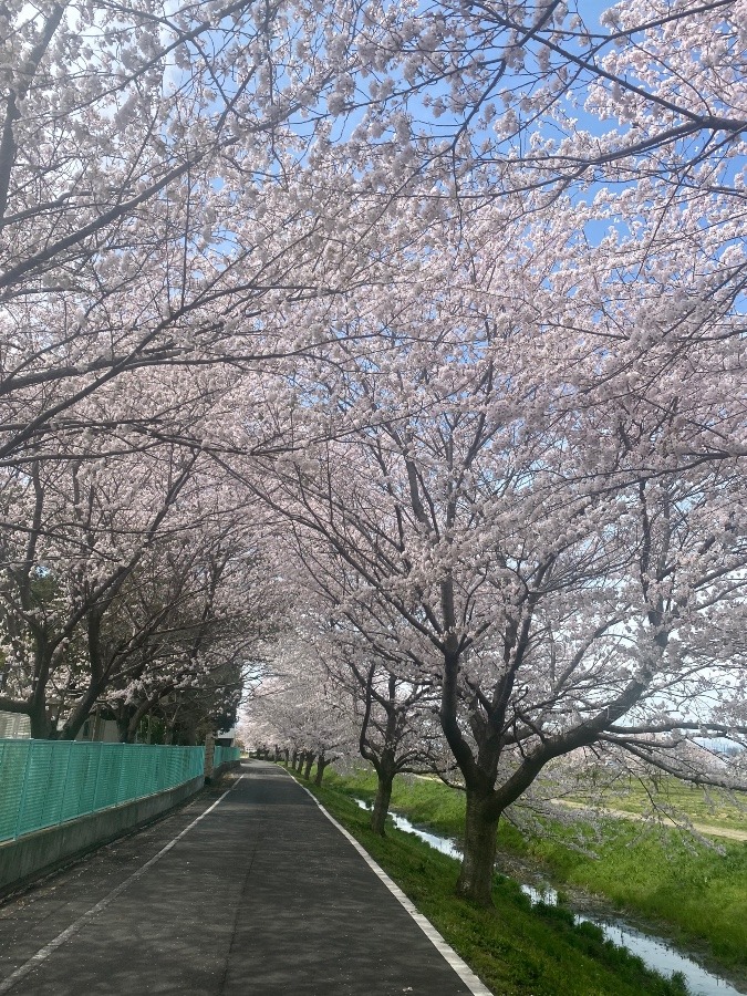 🌸桜満開🌸