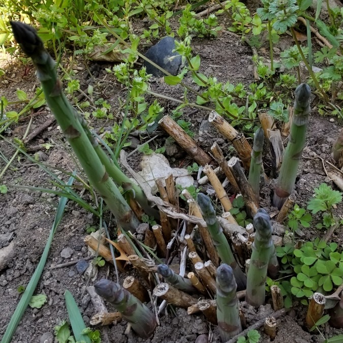 アスパラガス🌱にょきにょき⤴️🌿🤗