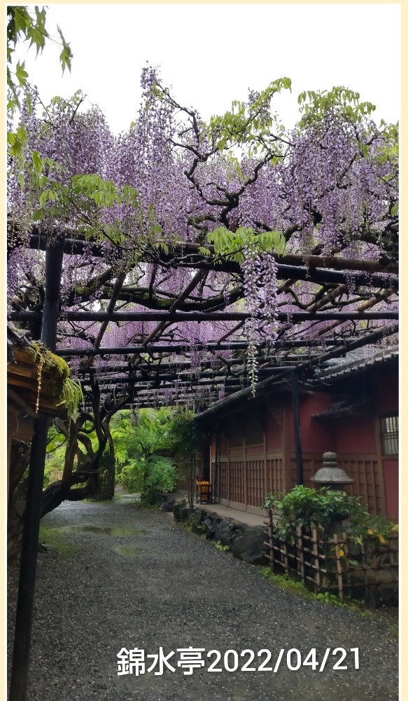 錦水亭・藤の花💜🌿🤗