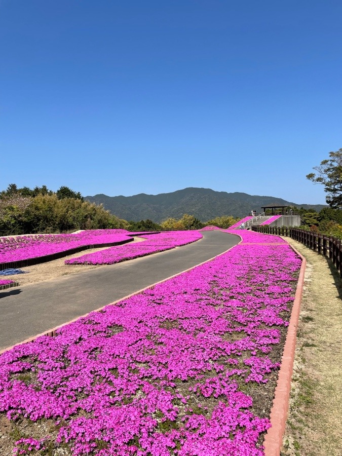 🌸芝桜🌸