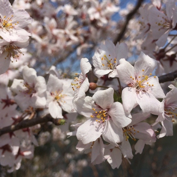 広瀬川付近の桜