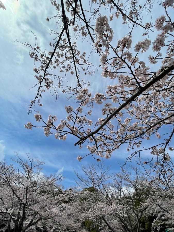 桜❣️