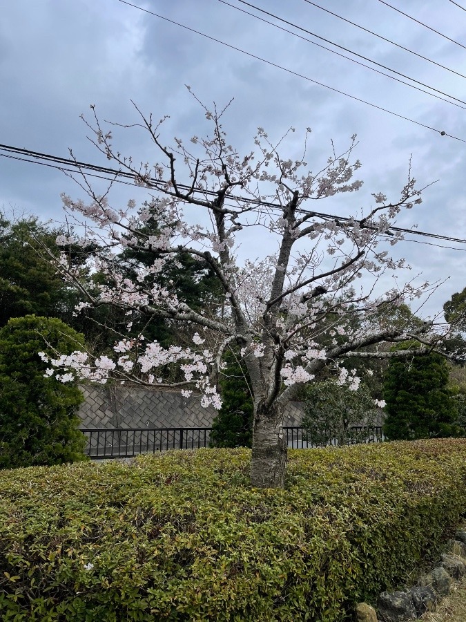 会社のサクラ❗️