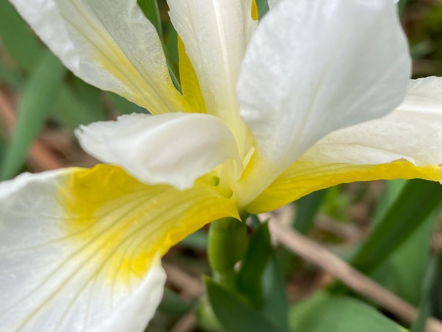 花倶楽部　これは…あやめ