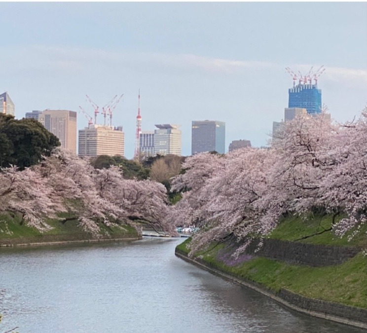 千鳥ヶ淵の桜🌸🌸🌸