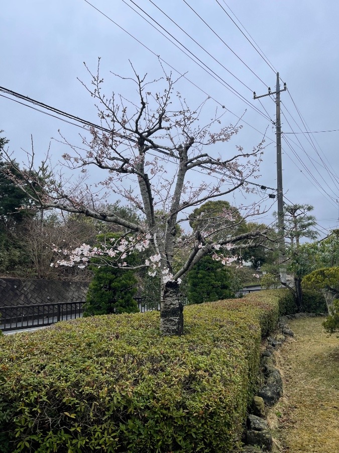 桜❣️　サクラ❣️