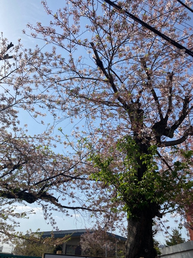 母校.京都市立仁和小学校の裏門の桜❣️
