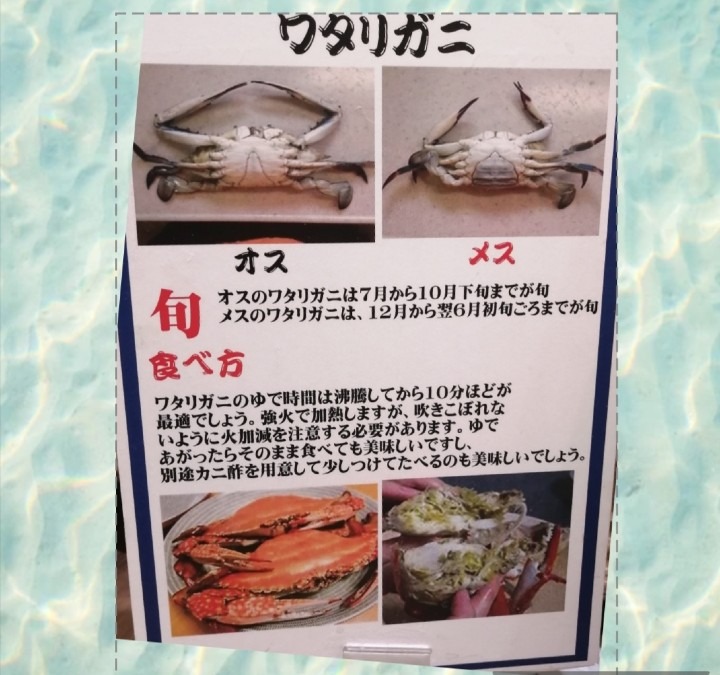 渡り蟹　(ガザミ)　2　情報