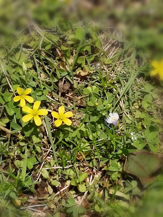 ちょっと休憩✨　庭の小さな黄色い花
