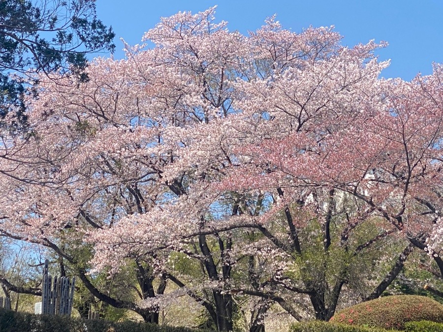 🎀ピンクのコントラスト🌺🌸⋆*