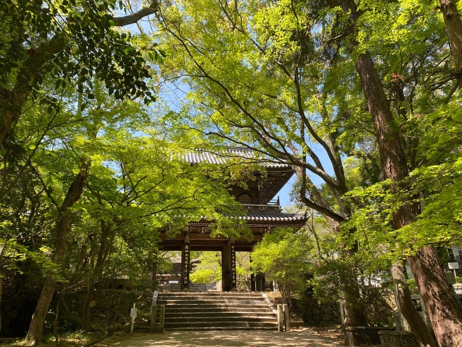 ☀️お散歩日和🌿