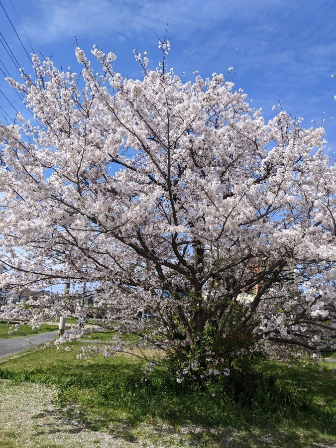 舞鶴公園