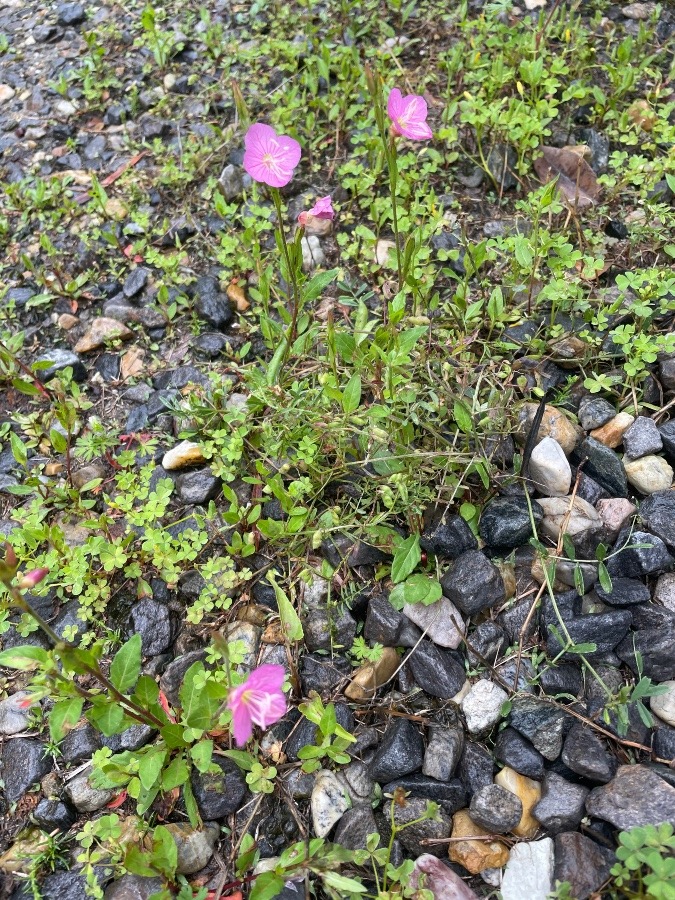 庭の花💐