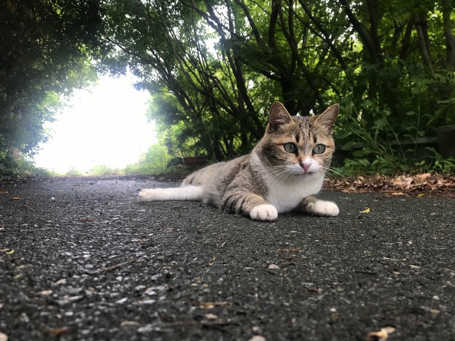 雨上がり……