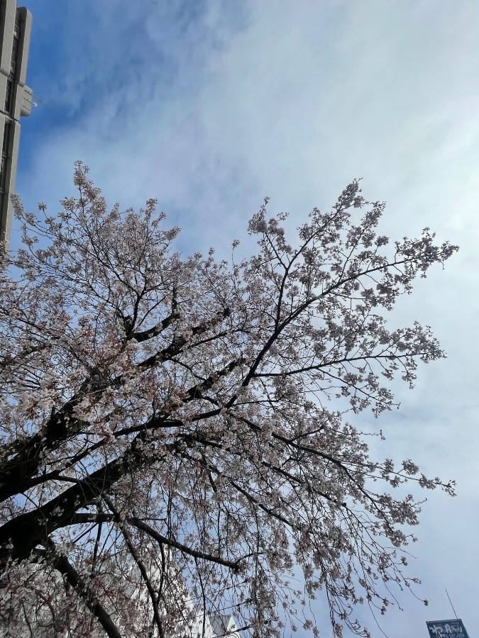 桜、舞い散る前に…