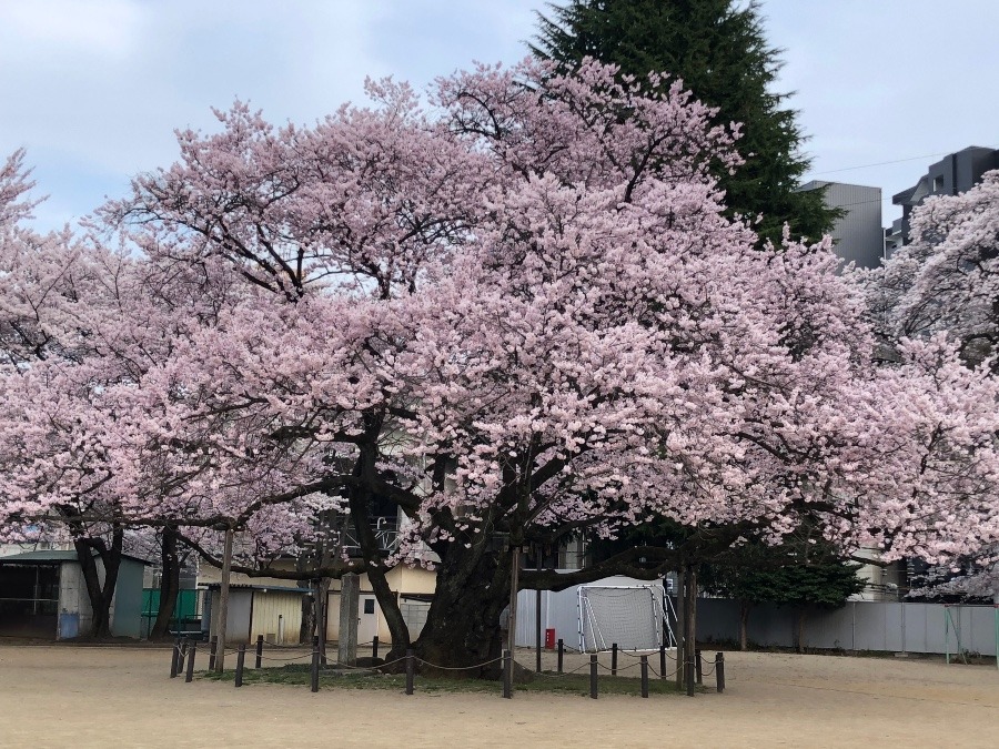 🌸桜満開🌸