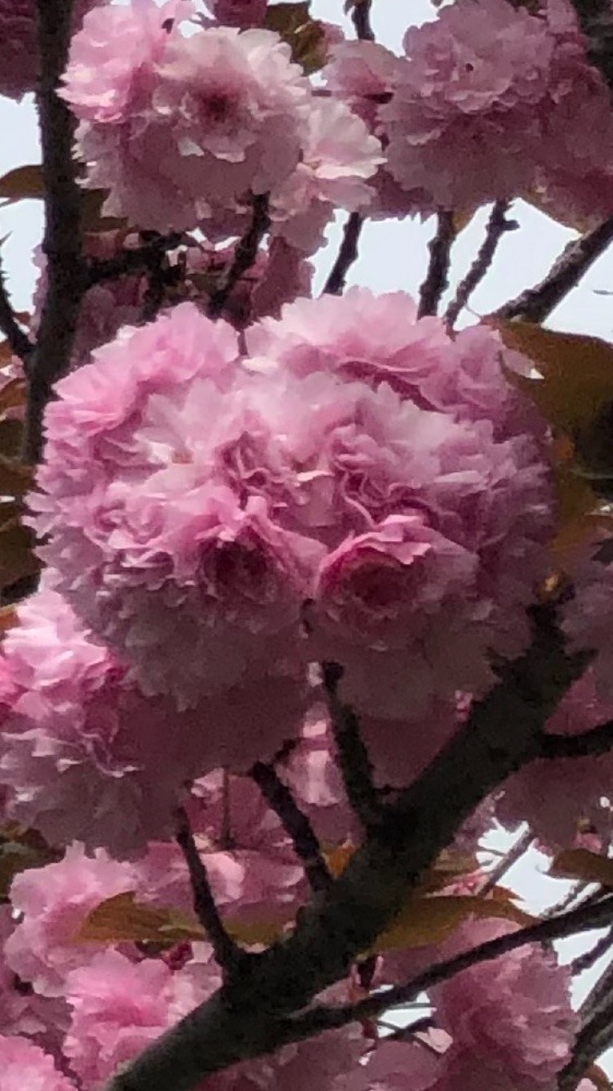 八重桜🌸