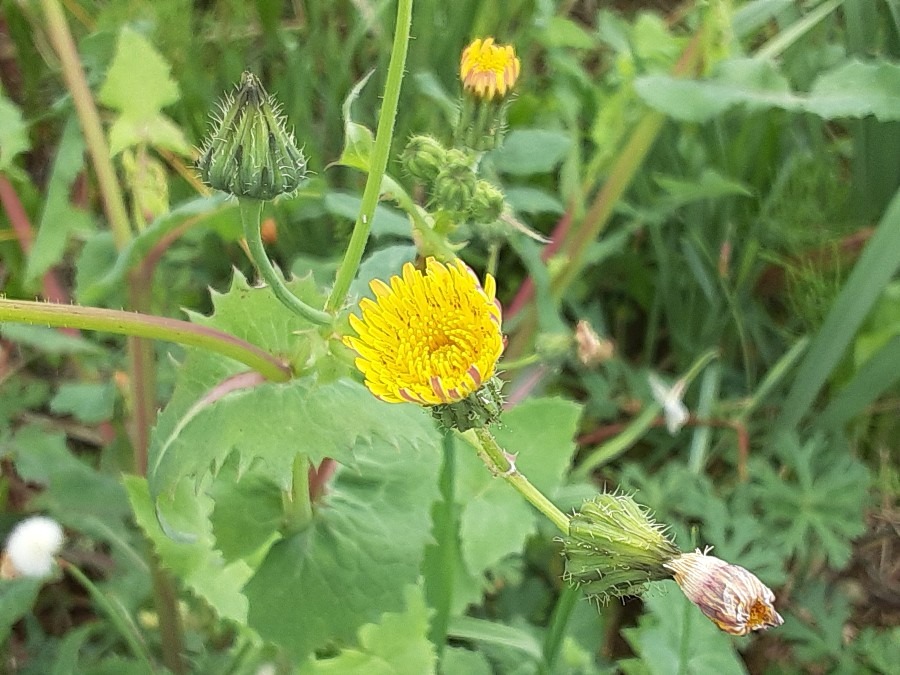 我が家の花🌻