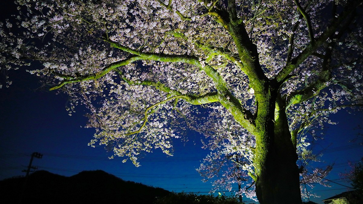 夜桜