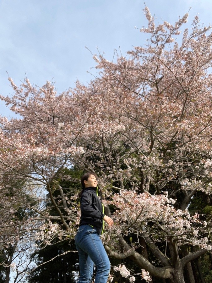 桜🌸　サクラ🌸