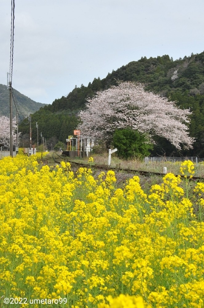 佐賀の風景 「無人駅の桜の古木」